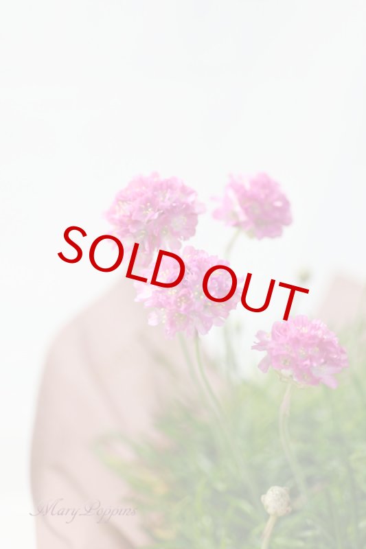 画像3: アルメリアの鉢植えギフト (3)