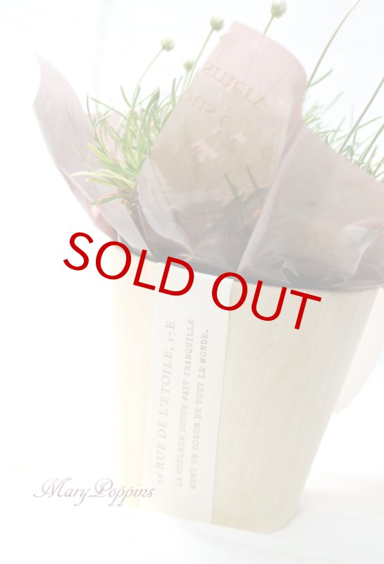 画像5: アルメリアの鉢植えギフト (5)