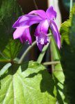 画像6: 紫蘭（シラン）の鉢植えギフト (6)