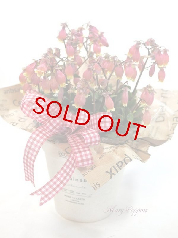 画像5: エンゼルランプの鉢植えギフト (5)