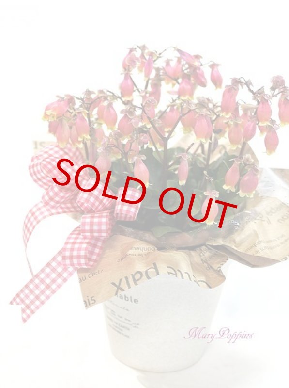 画像2: エンゼルランプの鉢植えギフト (2)