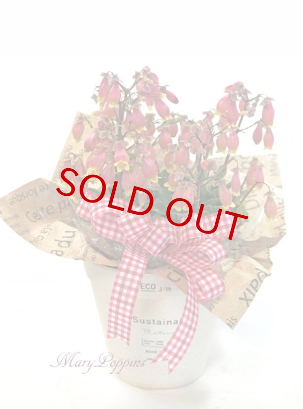 画像4: エンゼルランプの鉢植えギフト (4)