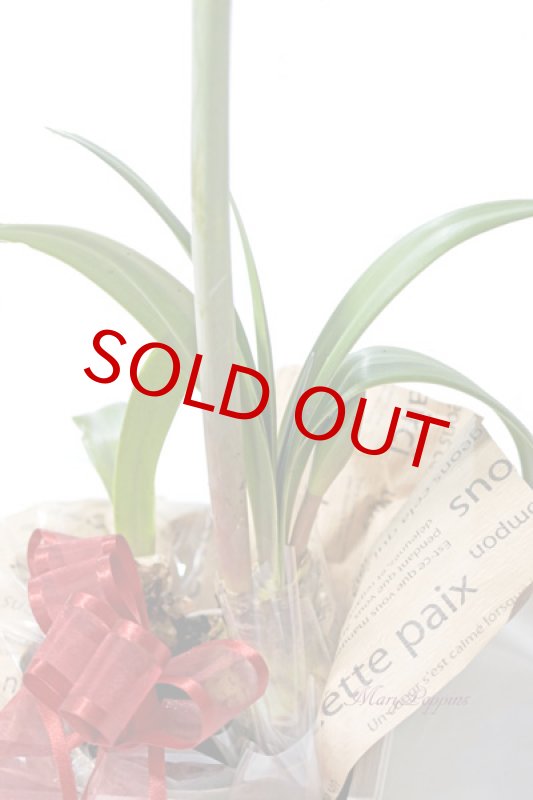 画像5: アマリリスの鉢植えギフト (5)