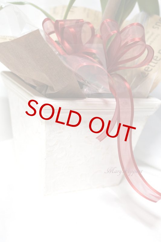 画像4: アマリリスの鉢植えギフト (4)