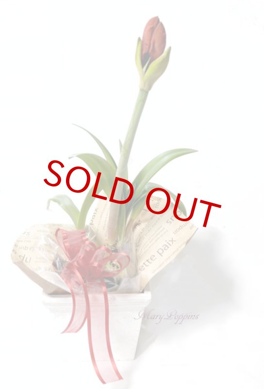 画像6: アマリリスの鉢植えギフト (6)