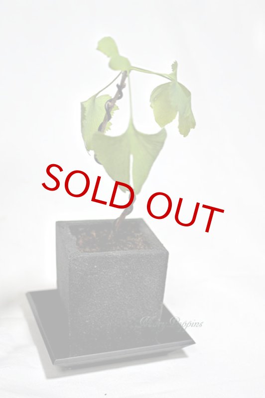 画像3: 銀杏（イチョウ）の鉢植えギフト (3)