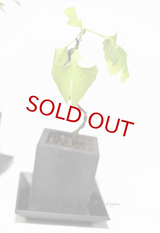 画像5: 銀杏（イチョウ）の鉢植えギフト (5)