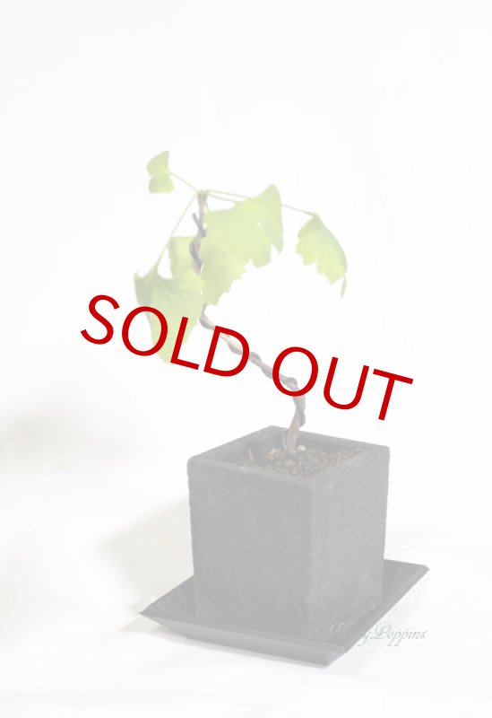 画像2: 銀杏（イチョウ）の鉢植えギフト (2)