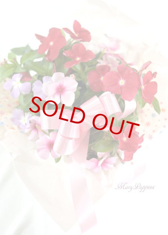 画像6: 日々草の鉢植えギフト (6)