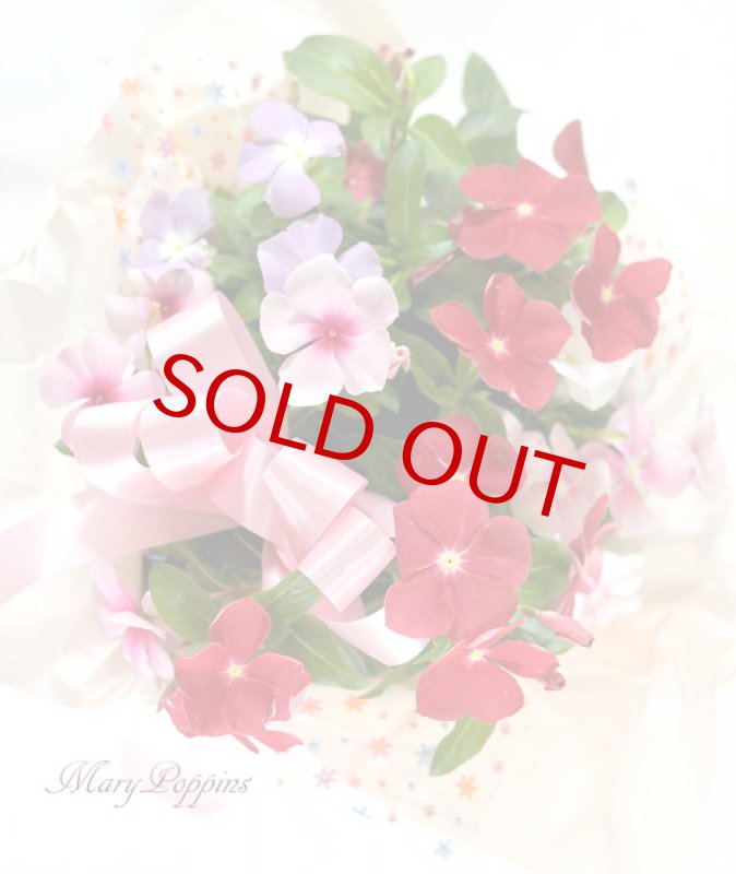 画像5: 日々草の鉢植えギフト (5)