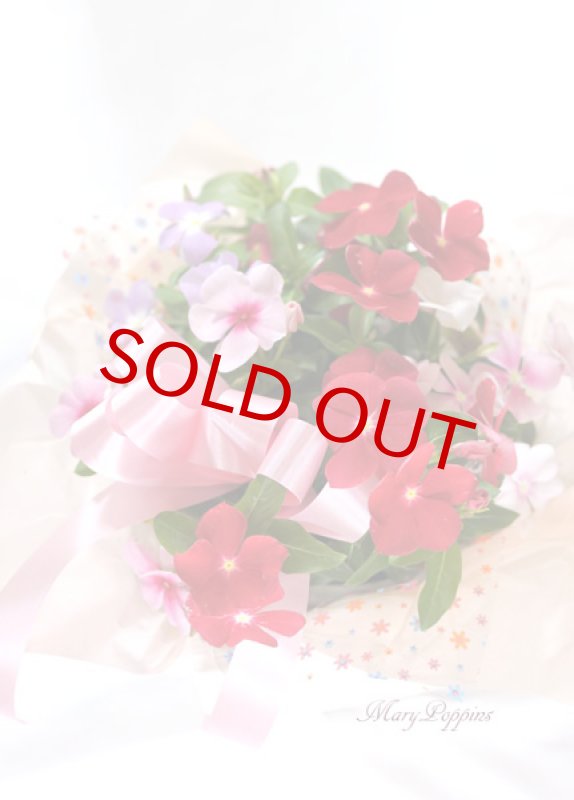 画像4: 日々草の鉢植えギフト (4)