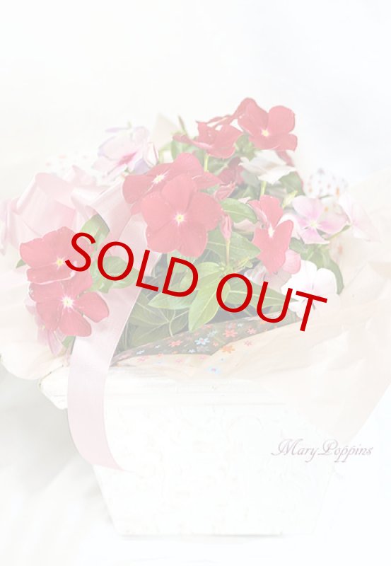 画像3: 日々草の鉢植えギフト (3)