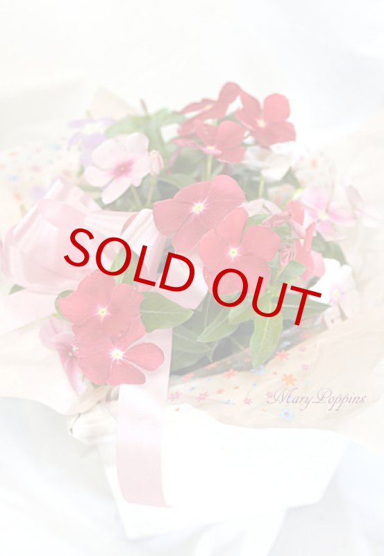 画像2: 日々草の鉢植えギフト (2)