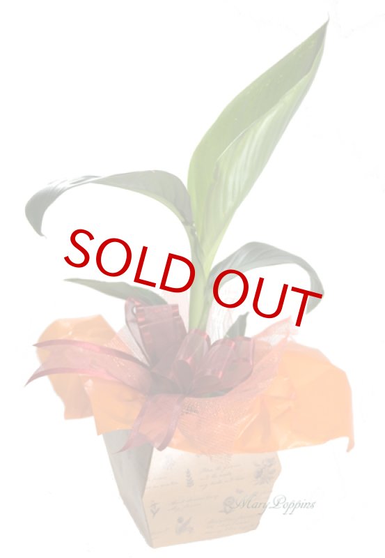 画像6: カンナの鉢植えギフト (6)