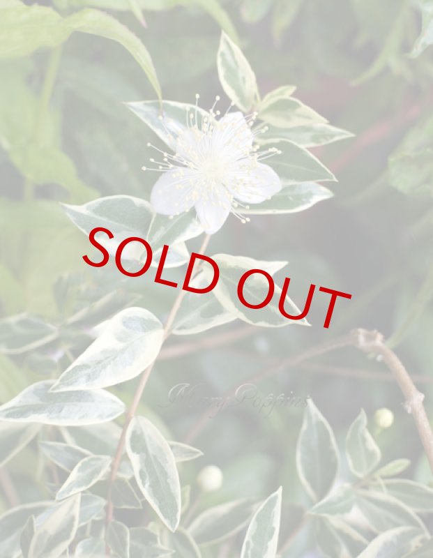 画像6: 銀梅花（ギンバイカ）の鉢植えギフト (6)