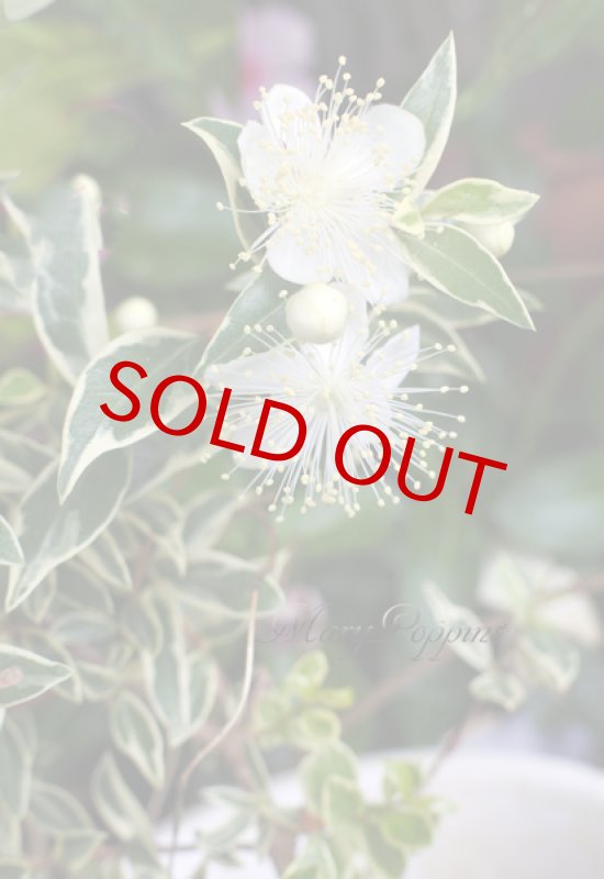 画像5: 銀梅花（ギンバイカ）の鉢植えギフト (5)