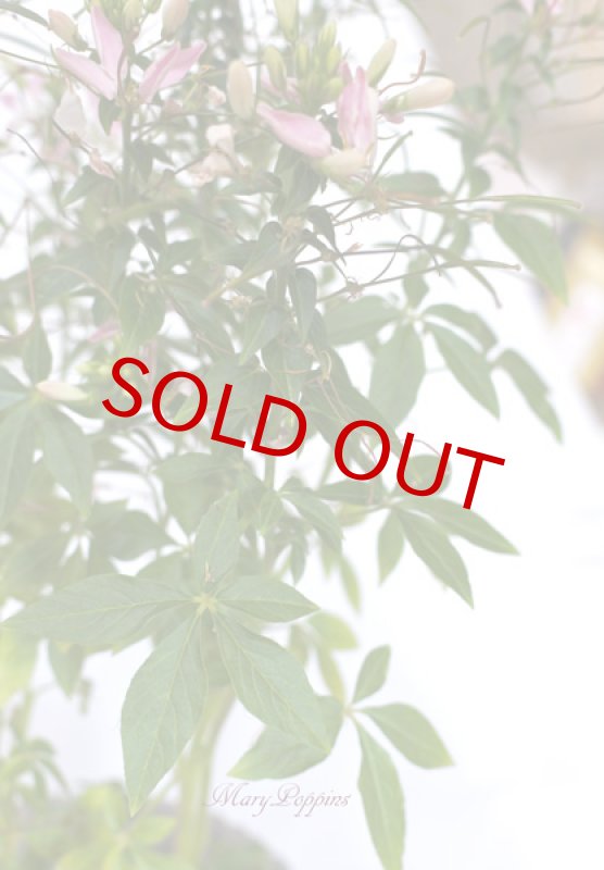 画像3: クレオメの鉢植えギフト (3)