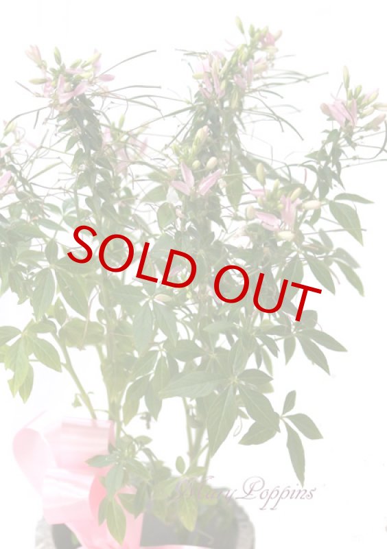 画像2: クレオメの鉢植えギフト (2)