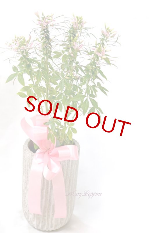 画像6: クレオメの鉢植えギフト (6)