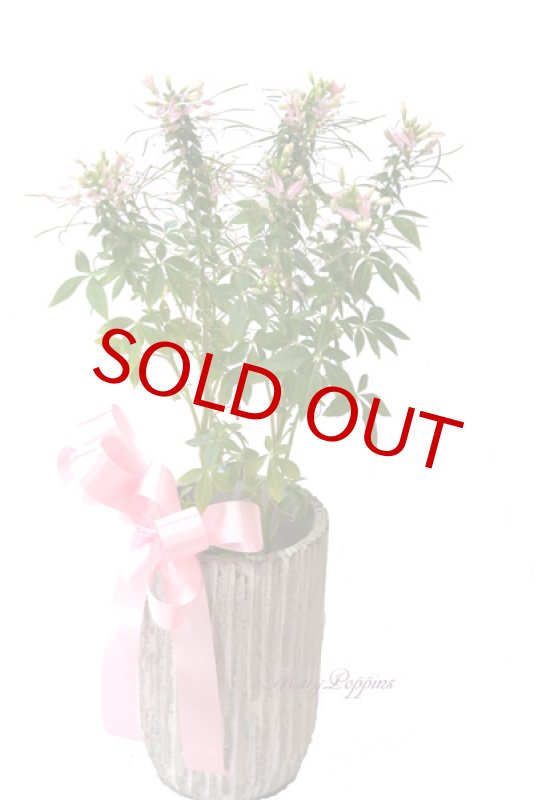 画像5: クレオメの鉢植えギフト (5)