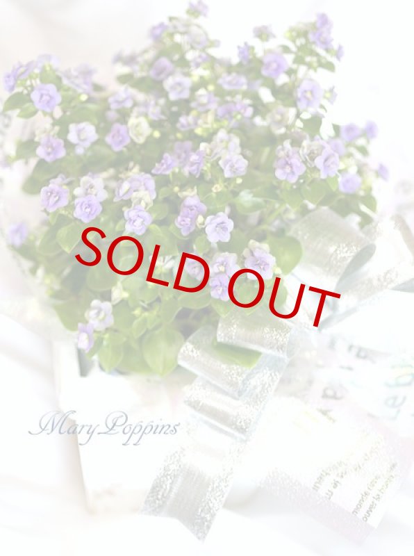 画像4: エキザカムの鉢植えギフト (4)