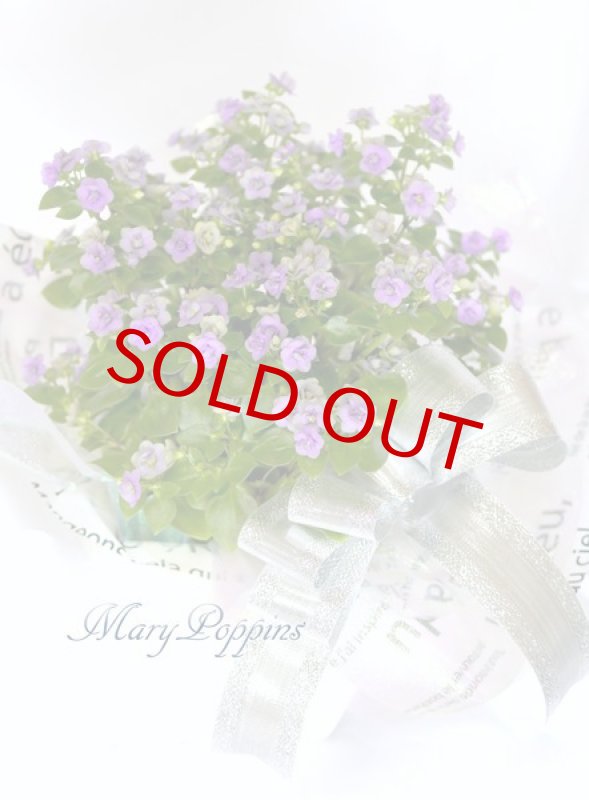 画像3: エキザカムの鉢植えギフト (3)