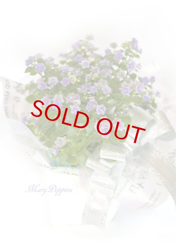 画像5: エキザカムの鉢植えギフト (5)