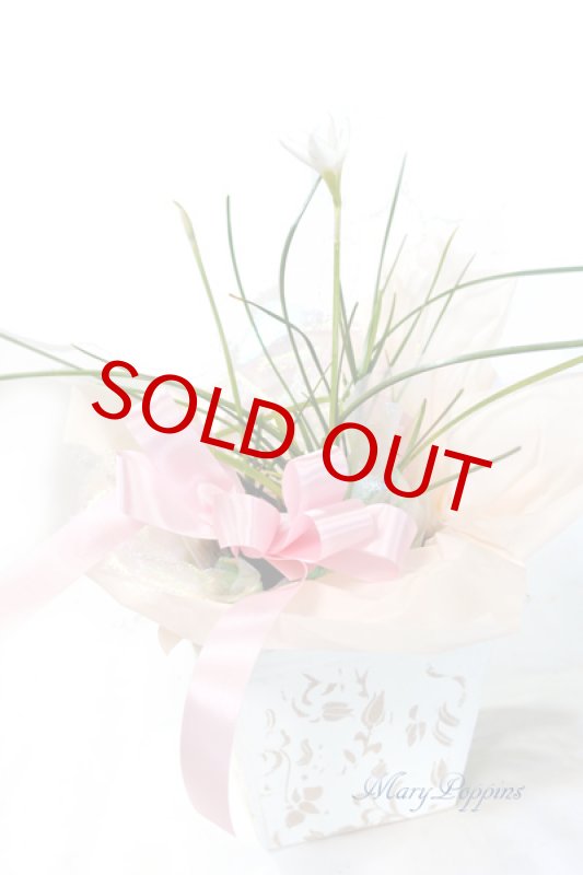 画像3: ゼフィランサス（タマスダレ）の鉢植えギフト (3)