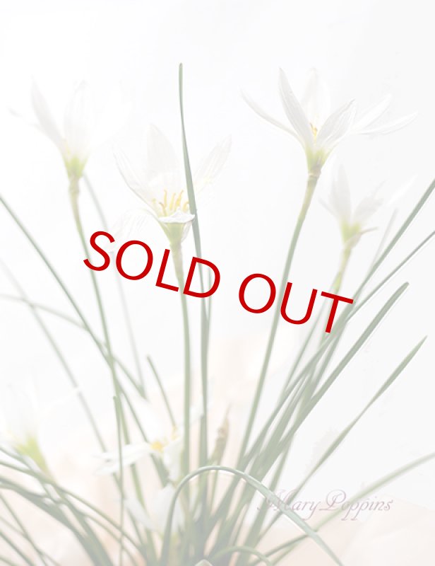 画像2: ゼフィランサス（タマスダレ）の鉢植えギフト (2)