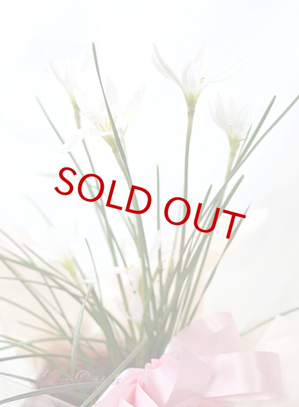 画像6: ゼフィランサス（タマスダレ）の鉢植えギフト (6)