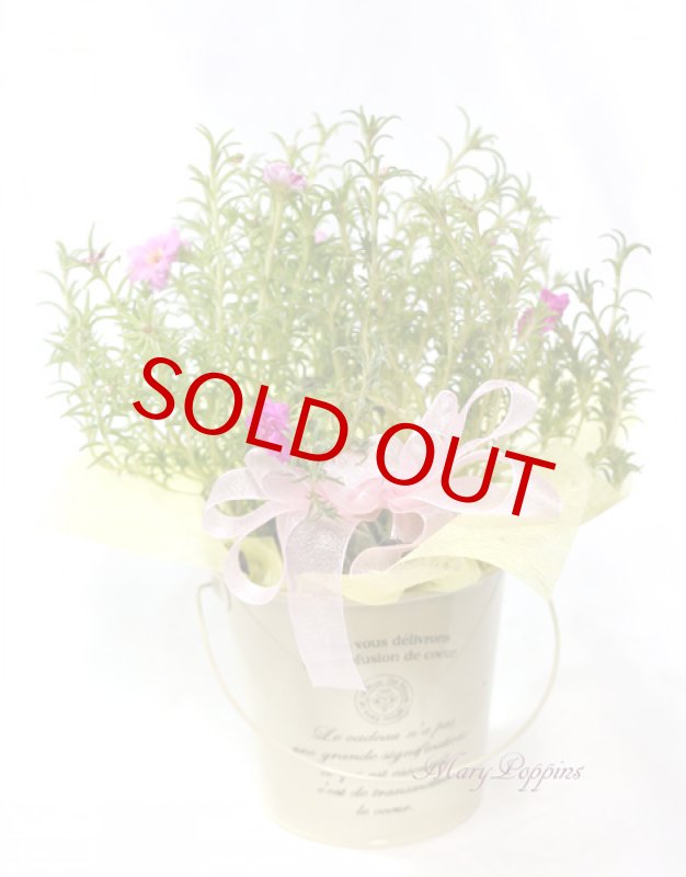 画像3: 松葉牡丹の鉢植えギフト (3)