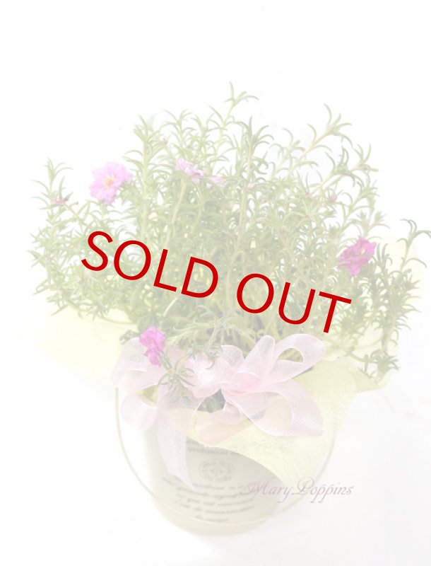 画像2: 松葉牡丹の鉢植えギフト (2)