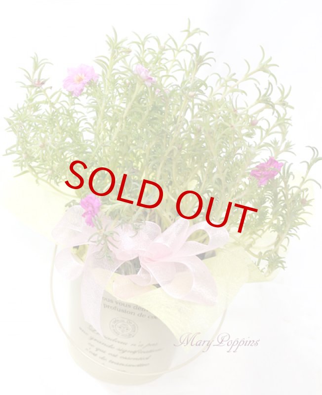 画像5: 松葉牡丹の鉢植えギフト (5)