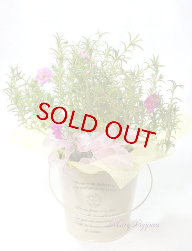 画像4: 松葉牡丹の鉢植えギフト (4)