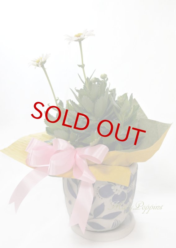 画像5: 浜菊の鉢植えギフト (5)