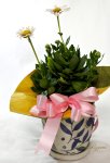 画像6: 浜菊の鉢植えギフト (6)