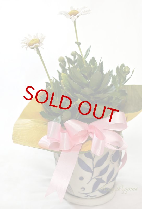 画像6: 浜菊の鉢植えギフト (6)