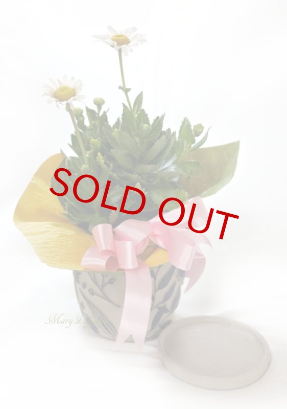 画像4: 浜菊の鉢植えギフト (4)