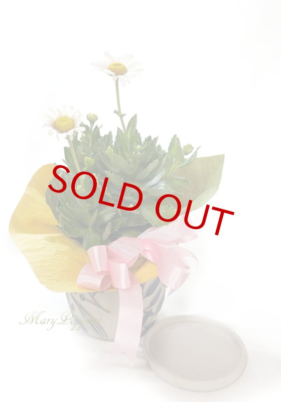 画像3: 浜菊の鉢植えギフト (3)