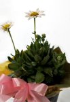 画像2: 浜菊の鉢植えギフト (2)