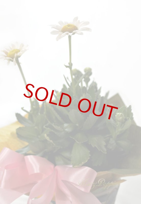 画像2: 浜菊の鉢植えギフト (2)