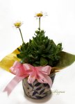 画像1: 浜菊の鉢植えギフト (1)