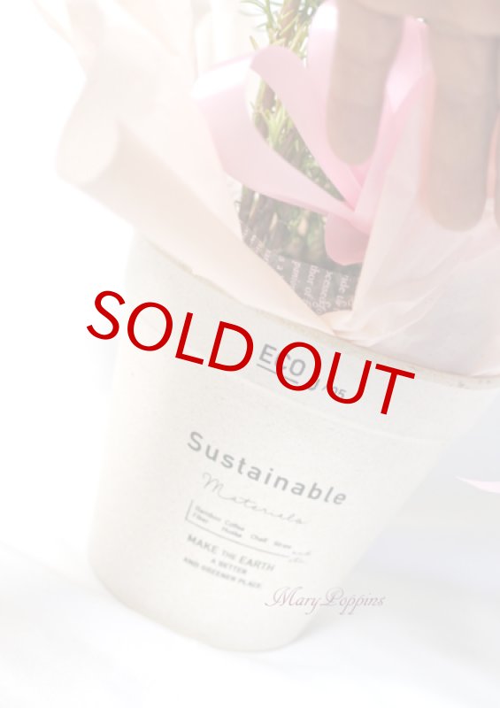 画像4: 秋桜〜コスモスの鉢植えギフト (4)