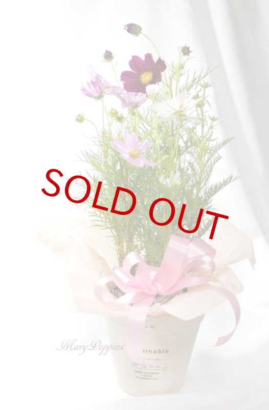 画像6: 秋桜〜コスモスの鉢植えギフト (6)