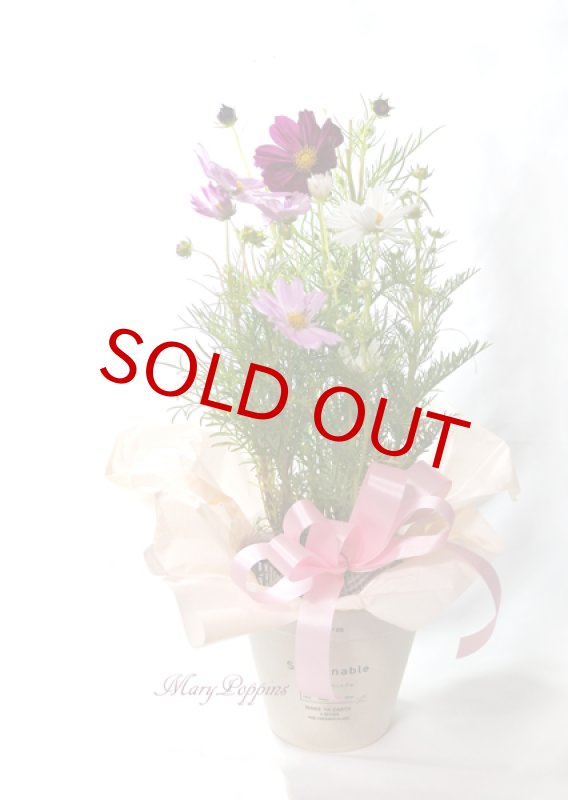 画像5: 秋桜〜コスモスの鉢植えギフト (5)