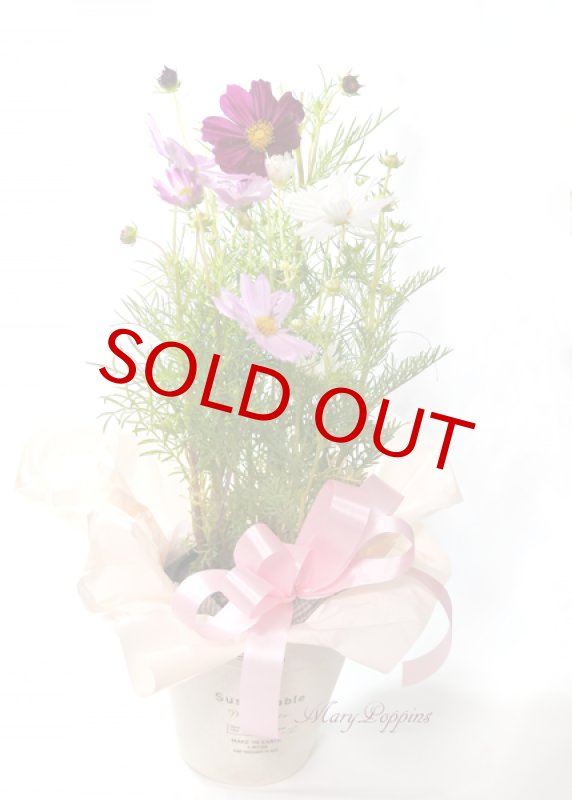 画像3: 秋桜〜コスモスの鉢植えギフト (3)