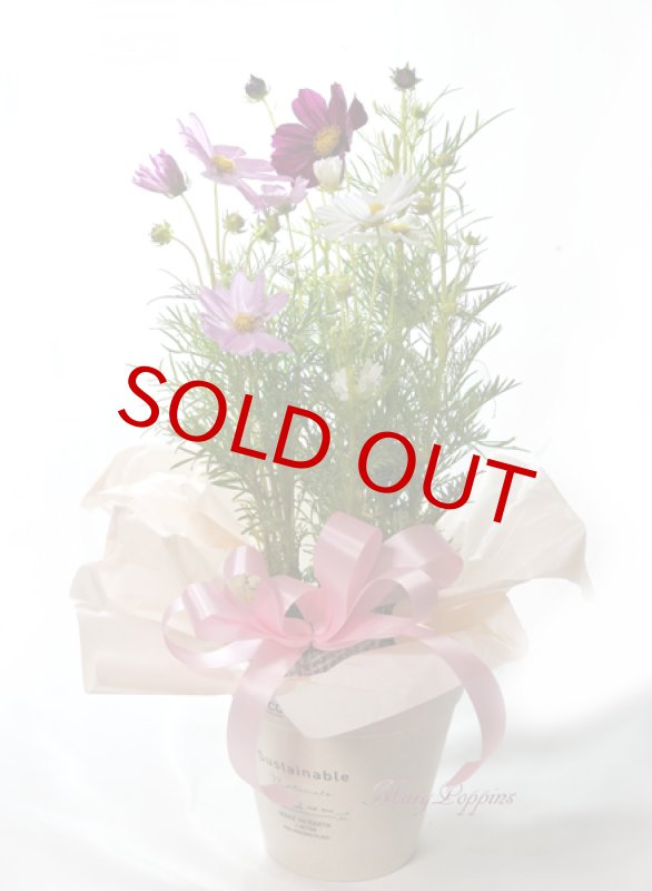 画像2: 秋桜〜コスモスの鉢植えギフト (2)