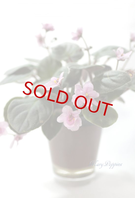 画像5: セントポーリアの鉢植えギフトset (5)