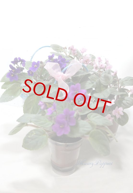 画像4: セントポーリアの鉢植えギフトset (4)