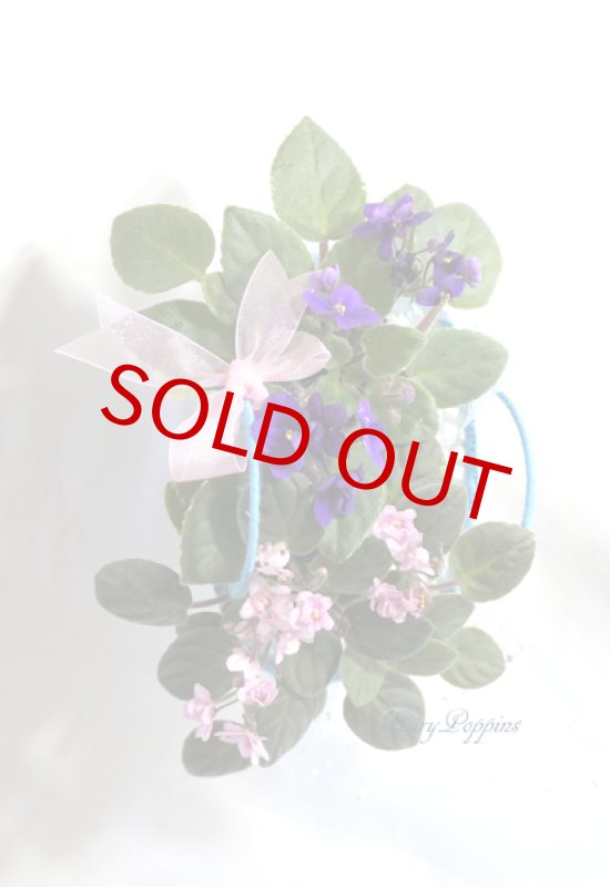 画像2: セントポーリアの鉢植えギフトset (2)